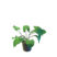 KidsDepot Plant Pileo Pepero